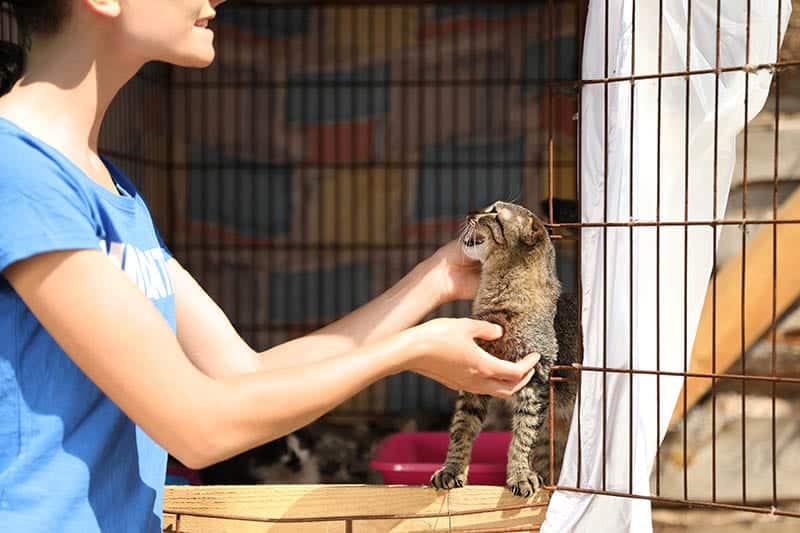 animal rescue volunteer taming a feral cat