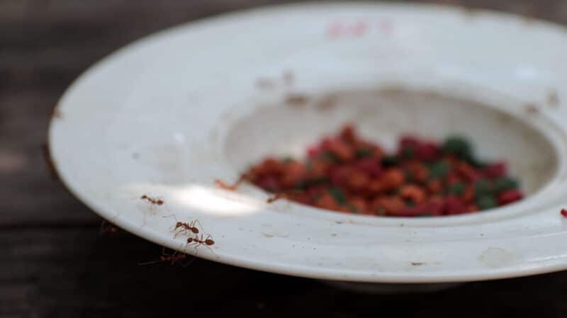 ants in cat food bowl