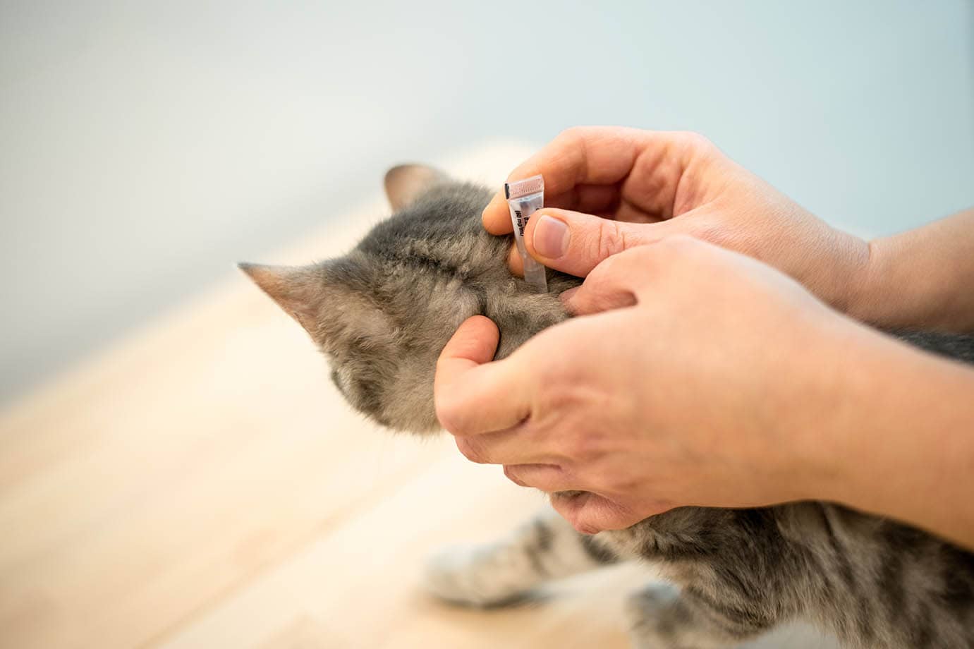 applying flea treatment to cat