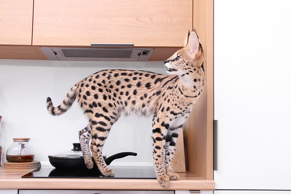 ashera cat standing on kitchen counter