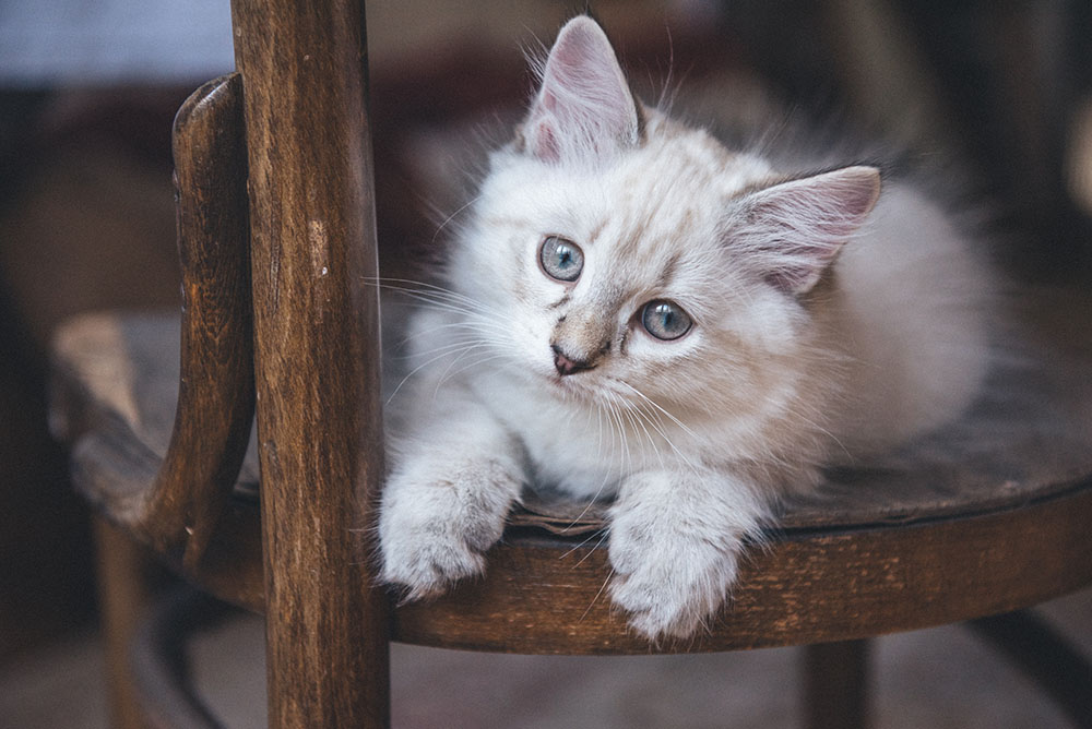 asian semi longhair cat