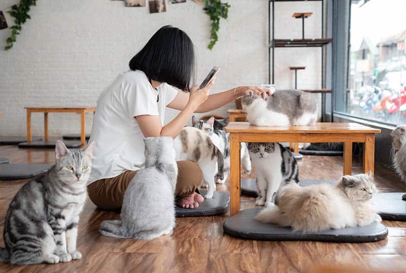 asian woman playing with cats in a cat cafe