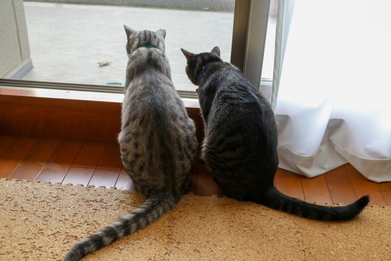 back-view-of-two-cats-looking-out-the-window