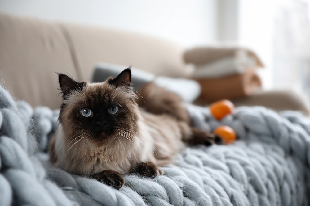 Balinese cat lying on sofa at home