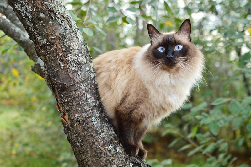 Balinese cat on the tree