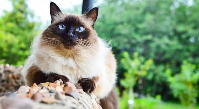 balinese cat outdoors