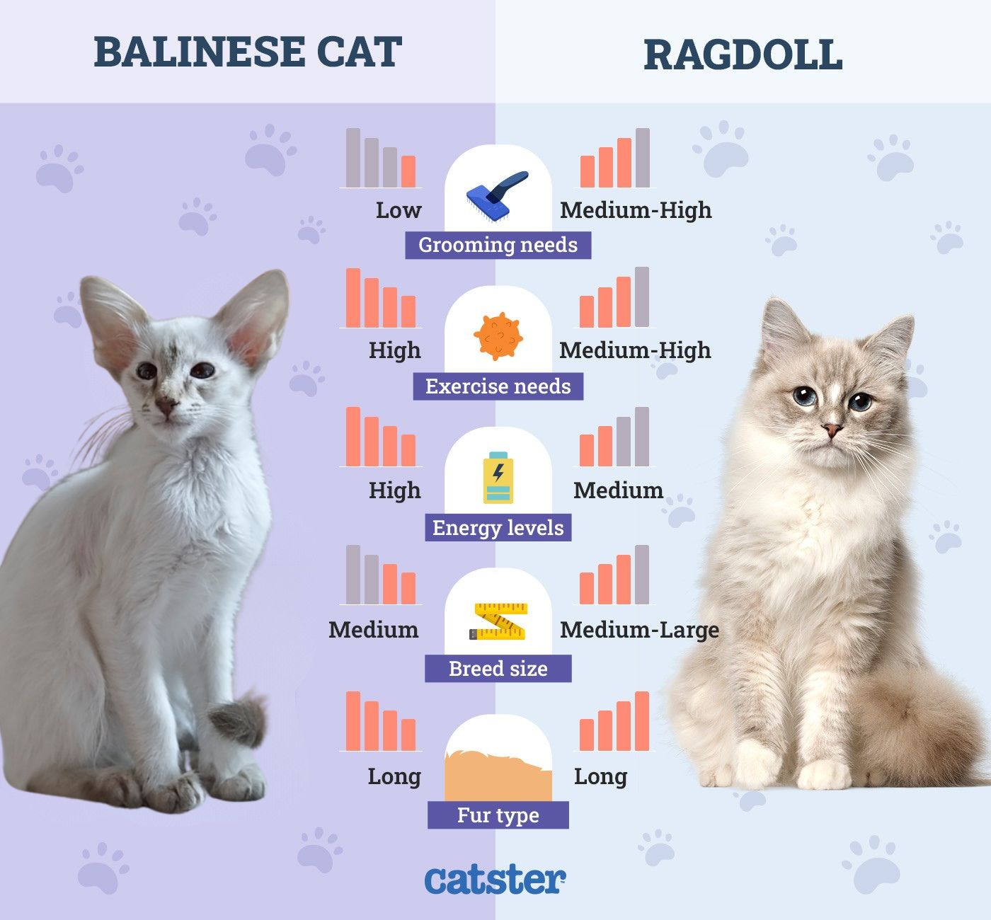 balinese vs ragdoll
