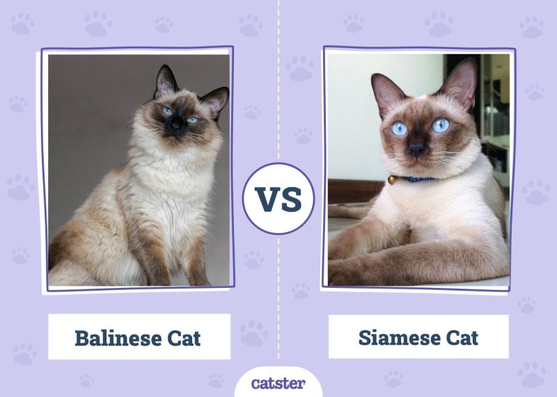 balinese vs siamese cat
