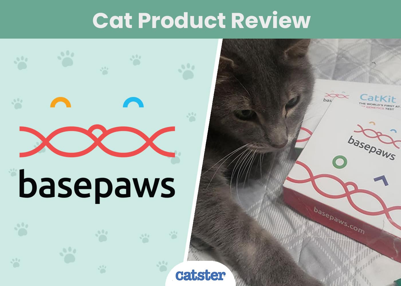 basepaws featured image catster