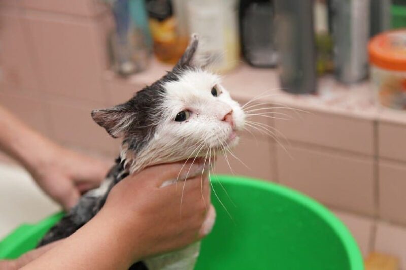 bathing cat