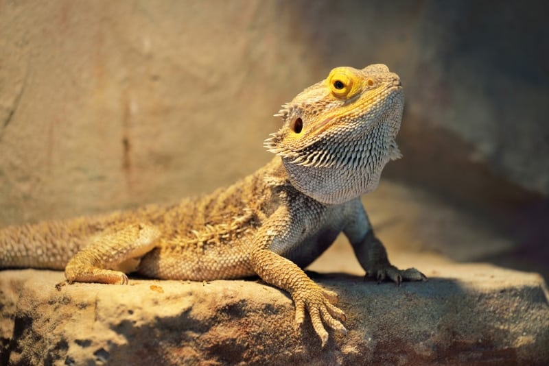 bearded dragon in terrarium