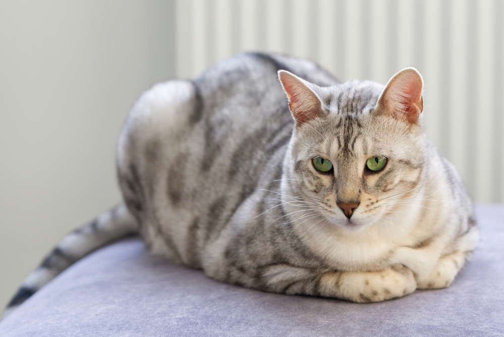 beautiful cat is lying on the couch and rests. Nice Silver spotted Bengal cat at home