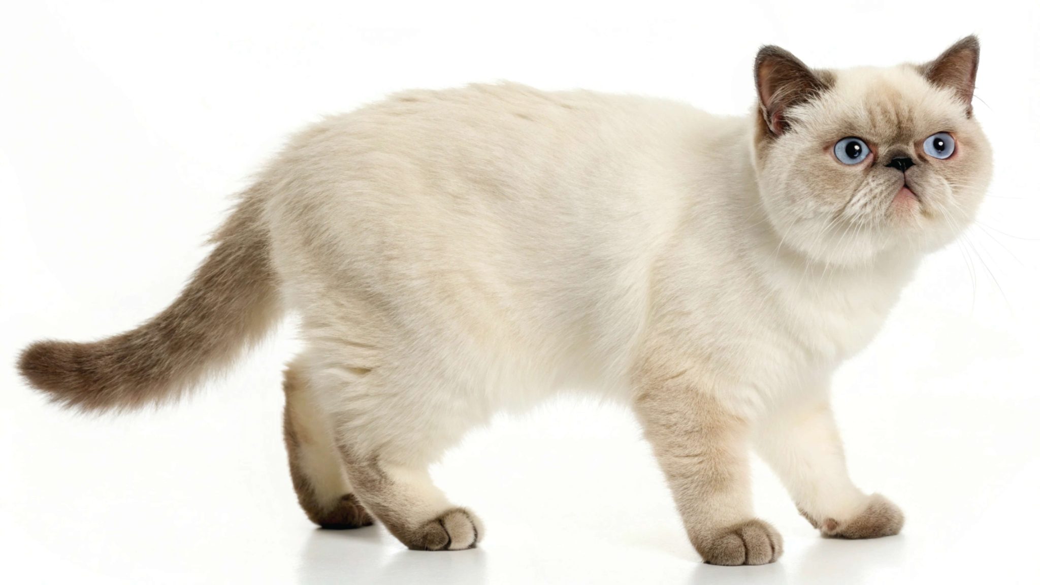 beautiful cream and tan Exotic Shorthair cat with striking blue eyes stand on a white background, showcasing its unique features and gentle demeanor.