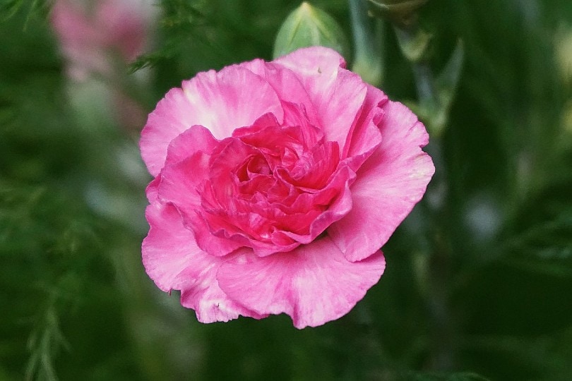 beautiful pink carnation flower