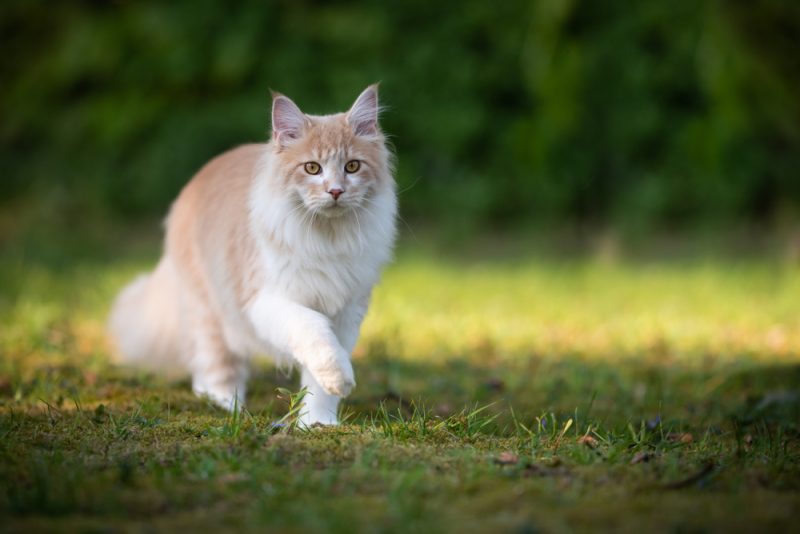 beige fawn maine coon cat on the move walking through the garden