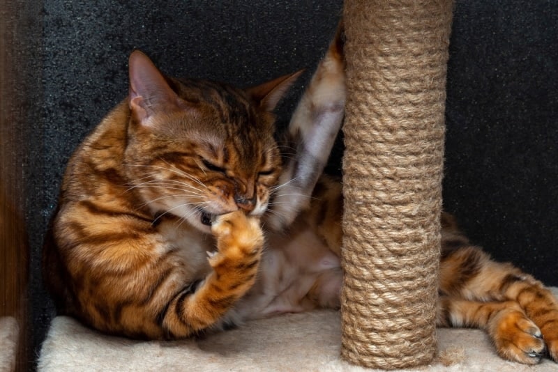 bengal cat biting its paw