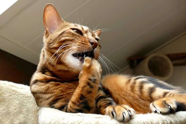 bengal feline  grooming itself