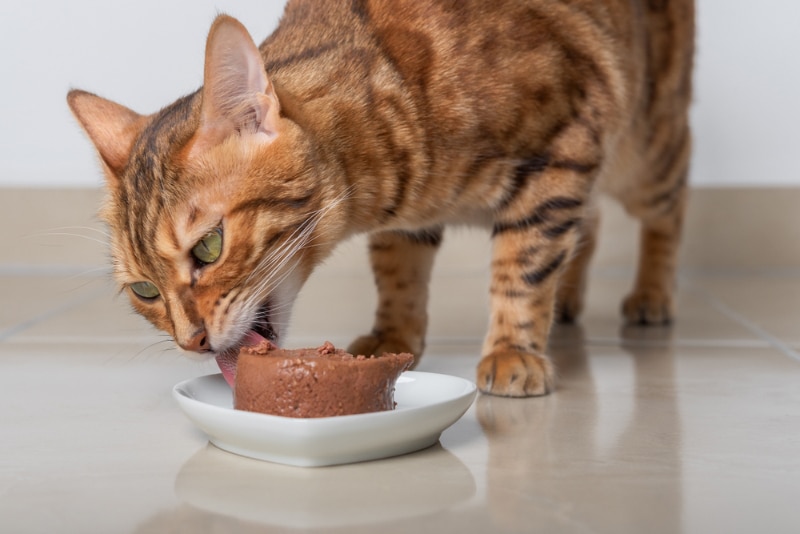 bengal cat eating wet or pate food
