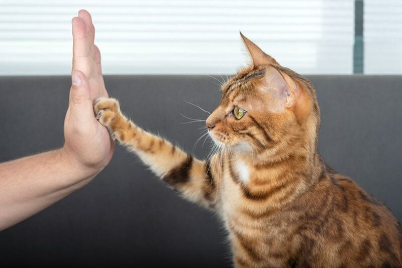 bengal cat gives a high-five paw to the owner