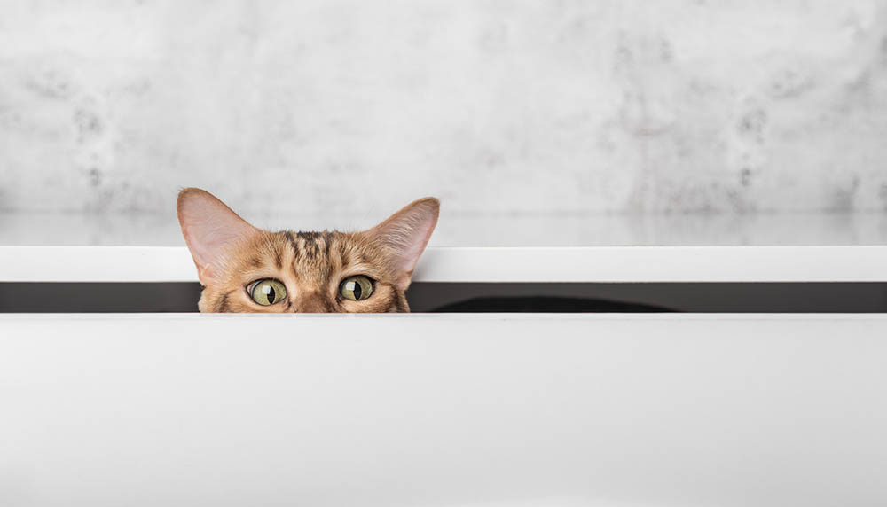 bengal cat hiding in a drawer