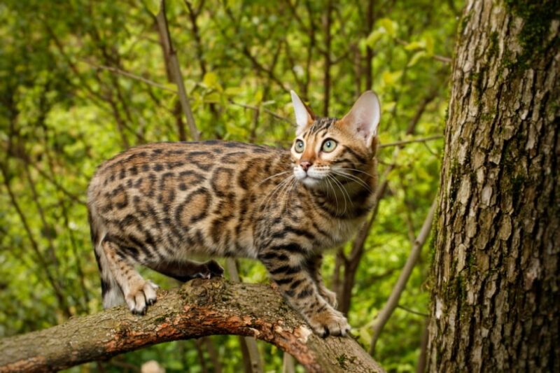 bengal cat hunting outdoor