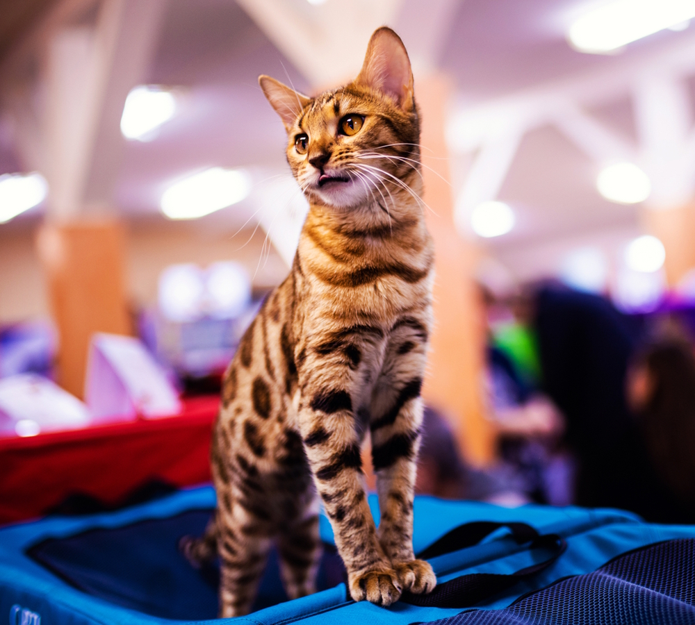 bengal cat in an expo