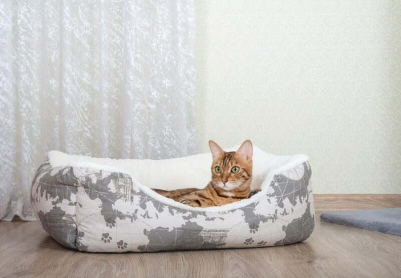 bengal cat in cat bed