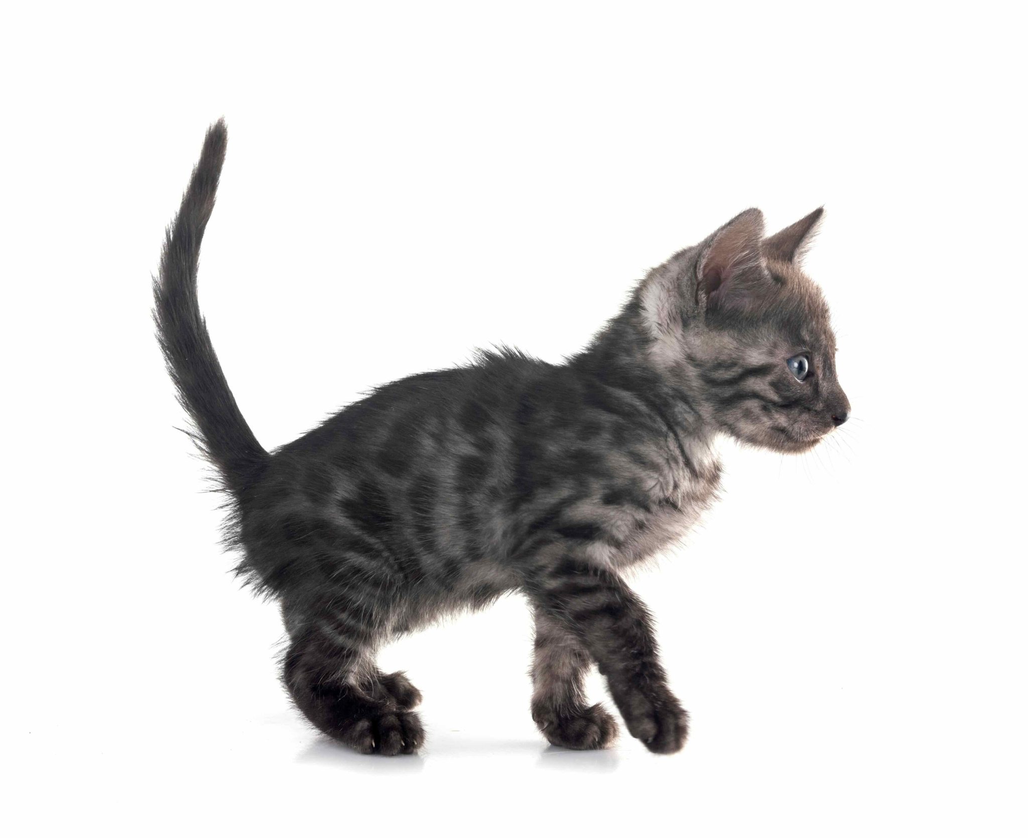 bengal-cat-in-front-of-white-background