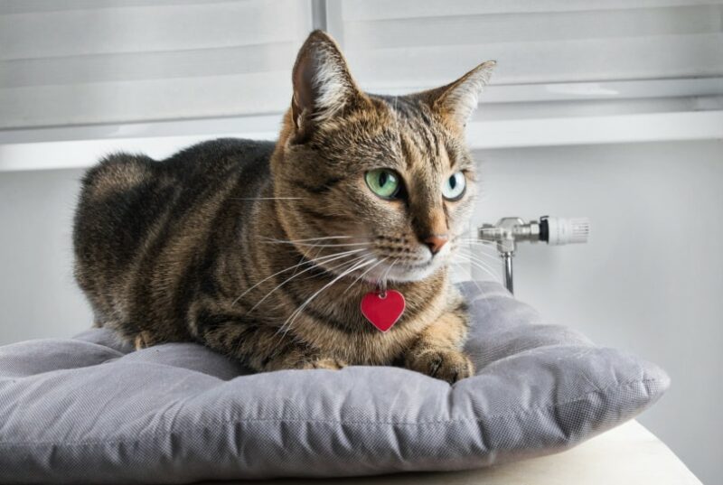 bengal cat lays on pillow