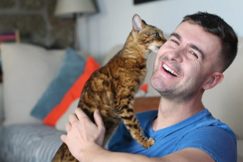 bengal cat licking man's face