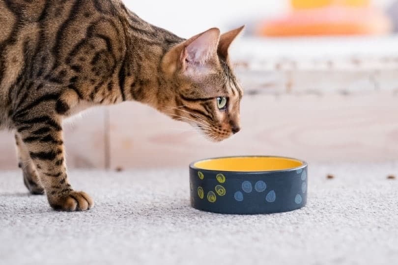 bengal cat near cat bowl