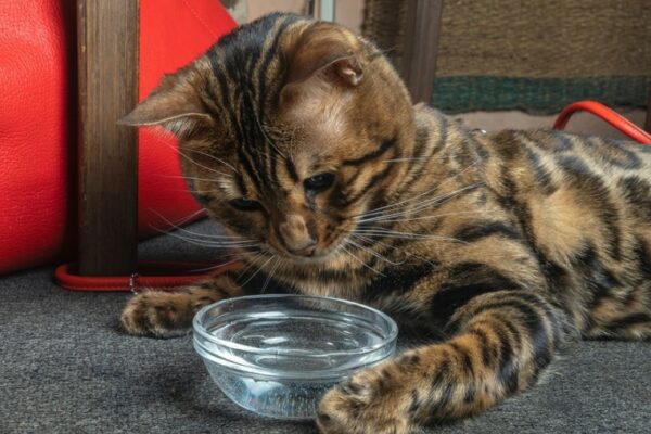 bengal cat playing water in the bowl