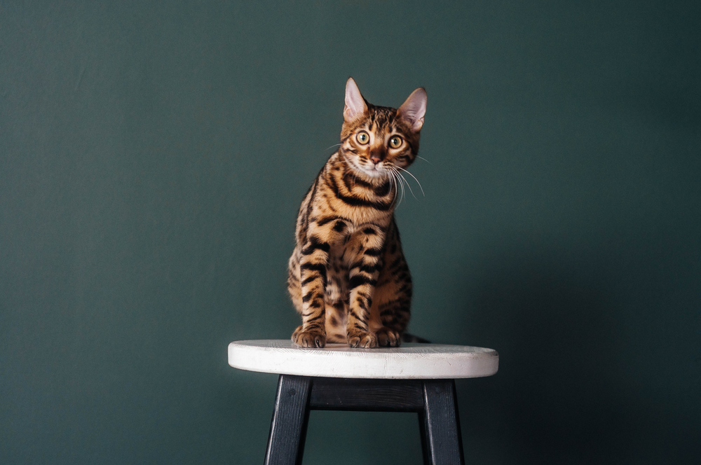 Bengal Cat Sitting