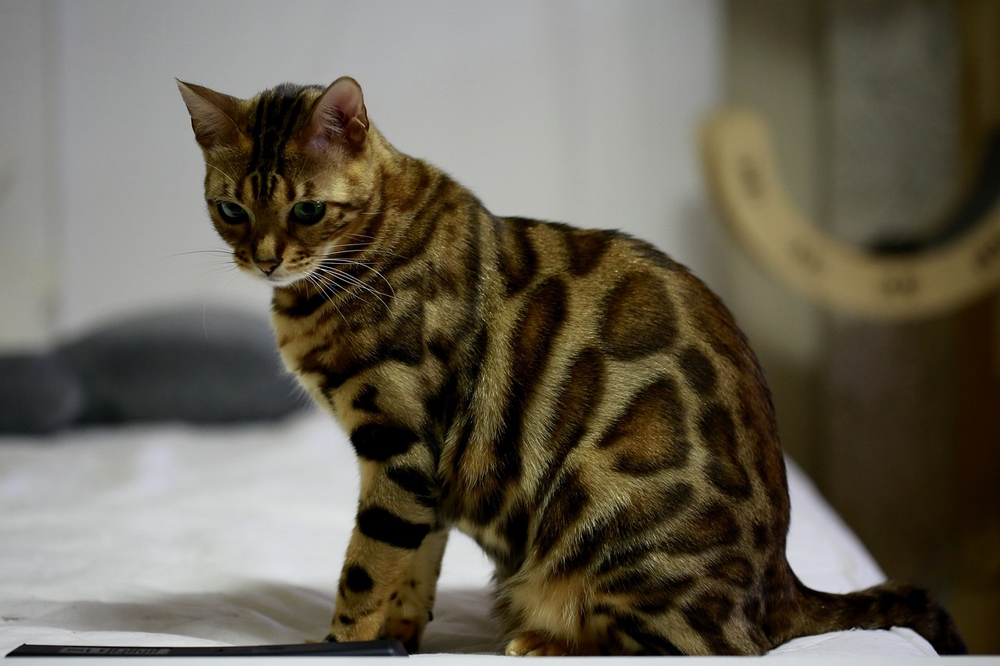 bengal cat sitting indoor