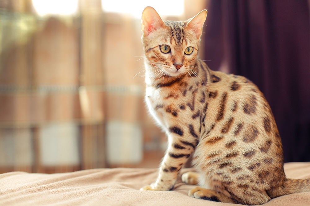 8 Most Popular Cat Breeds in India (With Pictures) - Catster