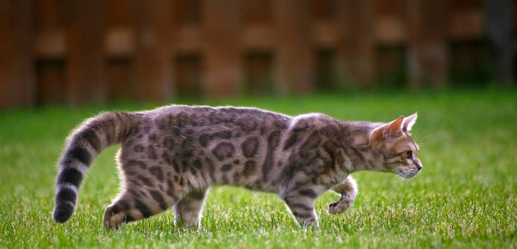 bengal cat stalking