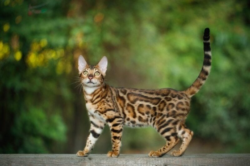 bengal cat walking