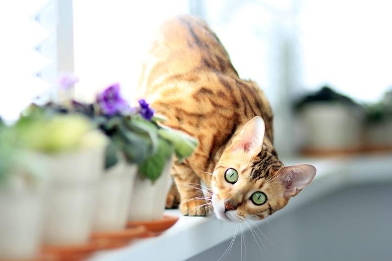 bengal