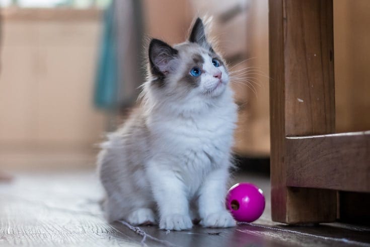 bicolor ragdoll kitten