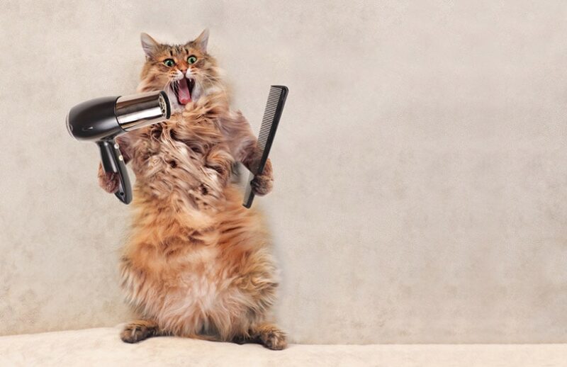 big shaggy cat is very funny standing with grooming tools