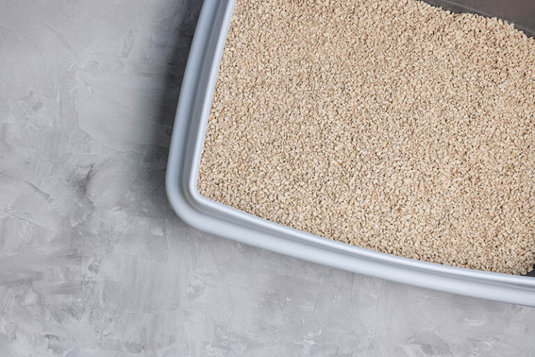 Can You Use Kitty Litter for Oil Spills? Alternative Uses, Tips