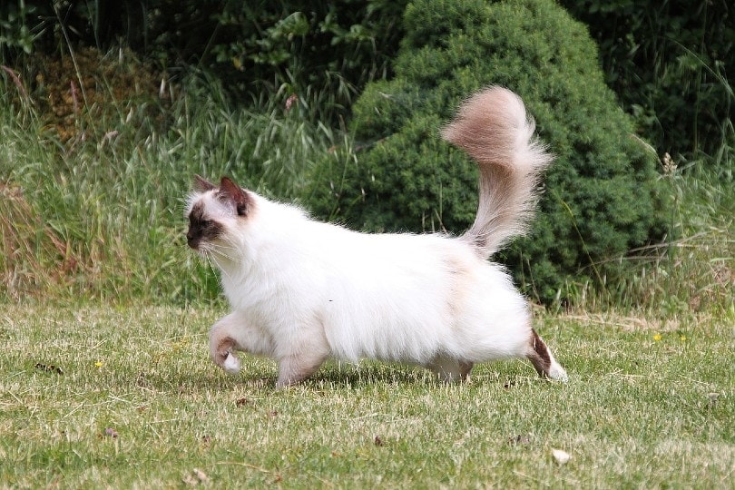 birman cat walking outdoors