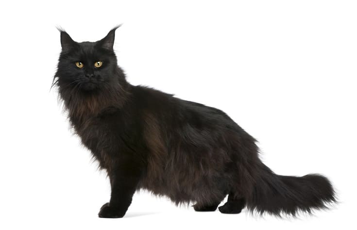 black Maine Coon cat_