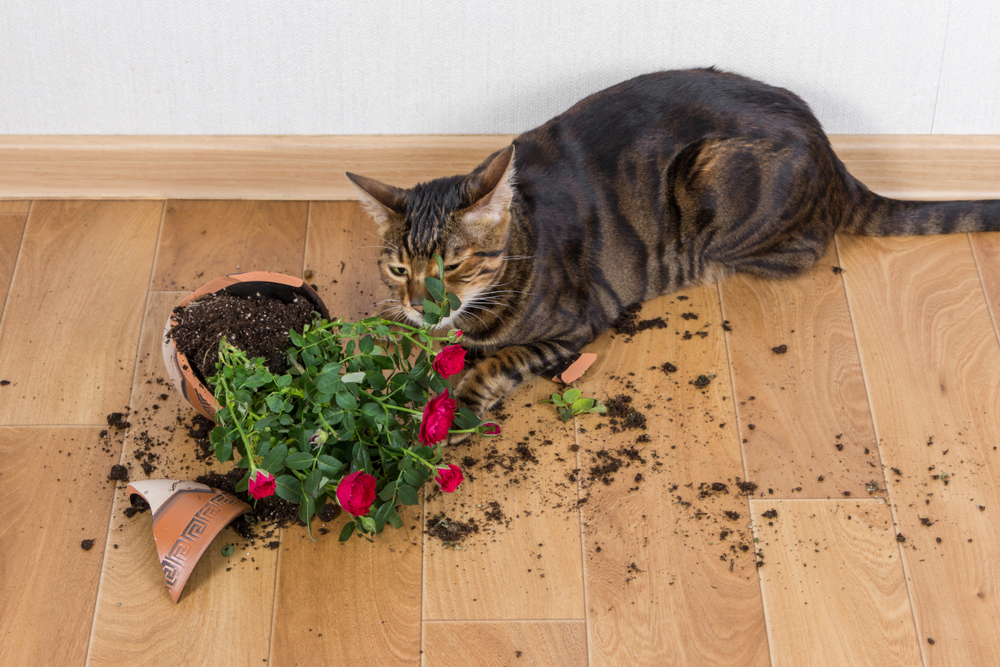 black Toyger Cat