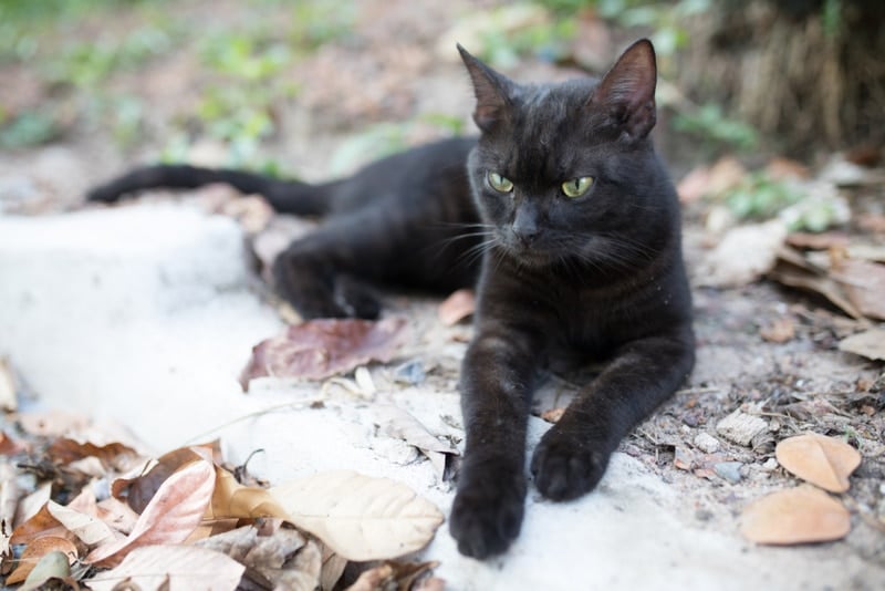 black american shorthair cat lying