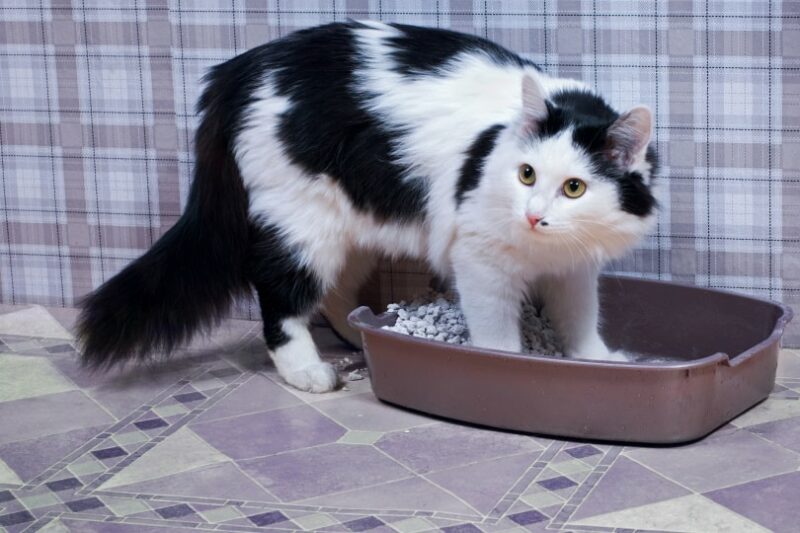 black and white cat in litter box