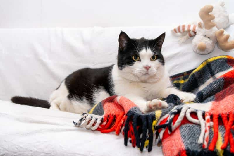 black and white cat lies on a sofa and kneads