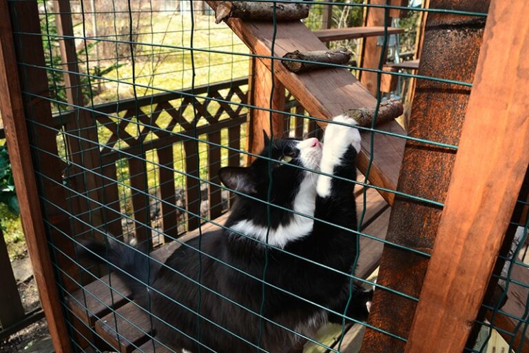 Are Catios Good for Cats? VetReviewed Pros, Cons & Tips Catster