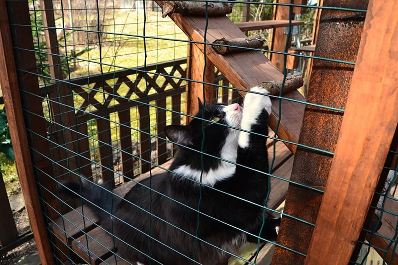 black and white cat playing inside the catio