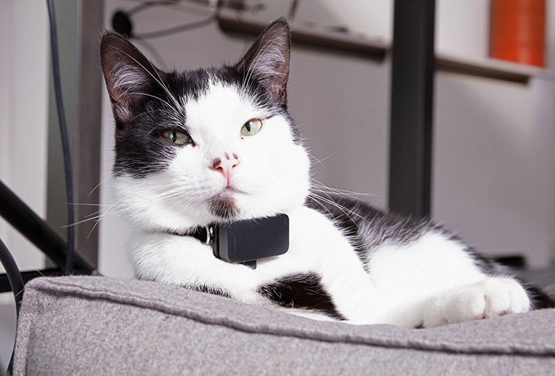 Black and white cat wearing tracker